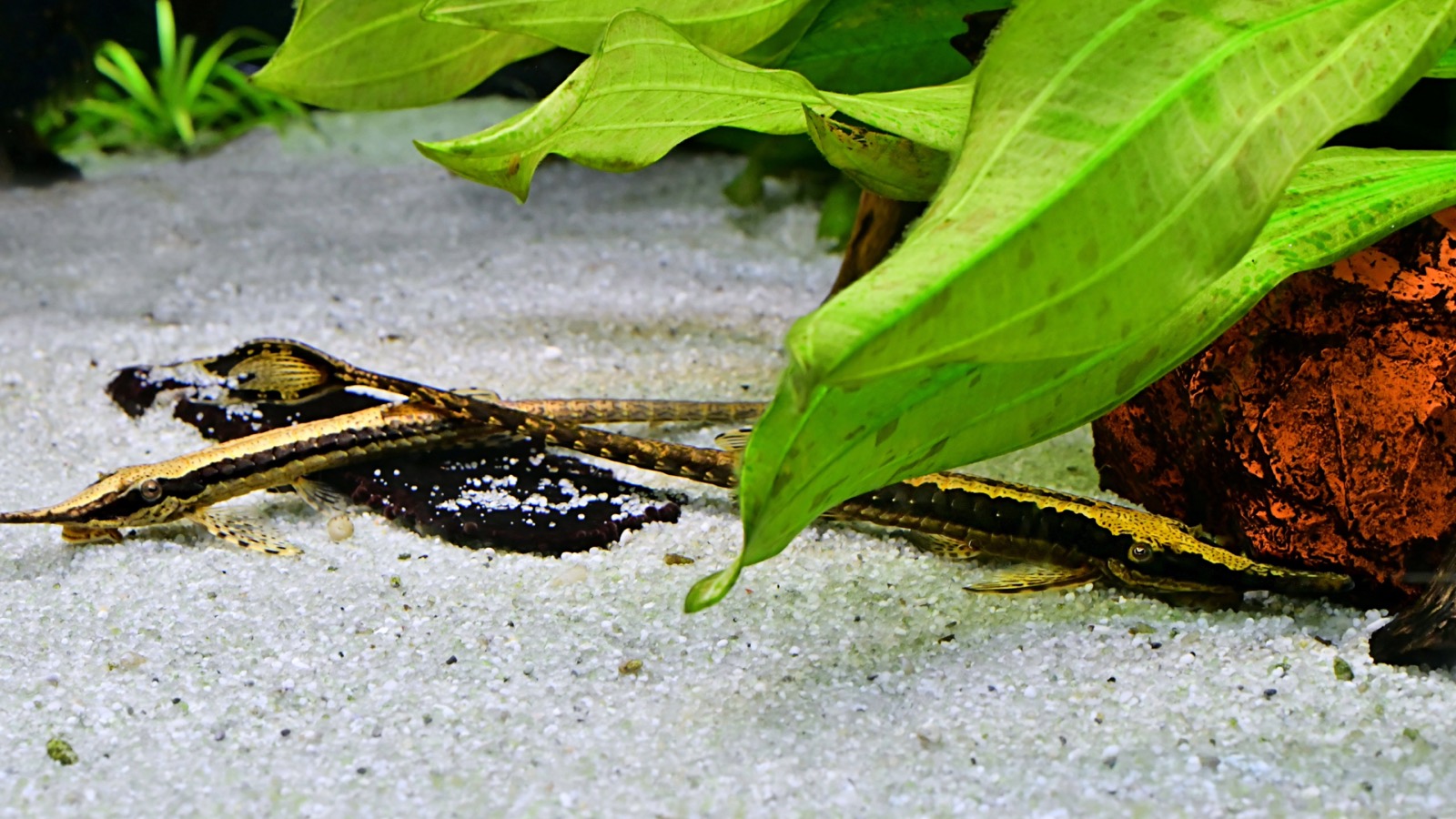 Slender whiptail catfishes lying still on sand and driftwood, their mottled bodies blending with the substrate