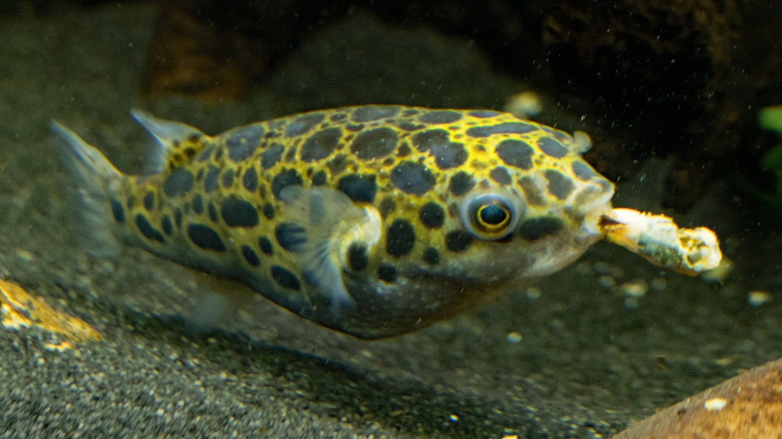 A green spotted puffer working at a hard-shelled morsel near the substrate, its beak visible