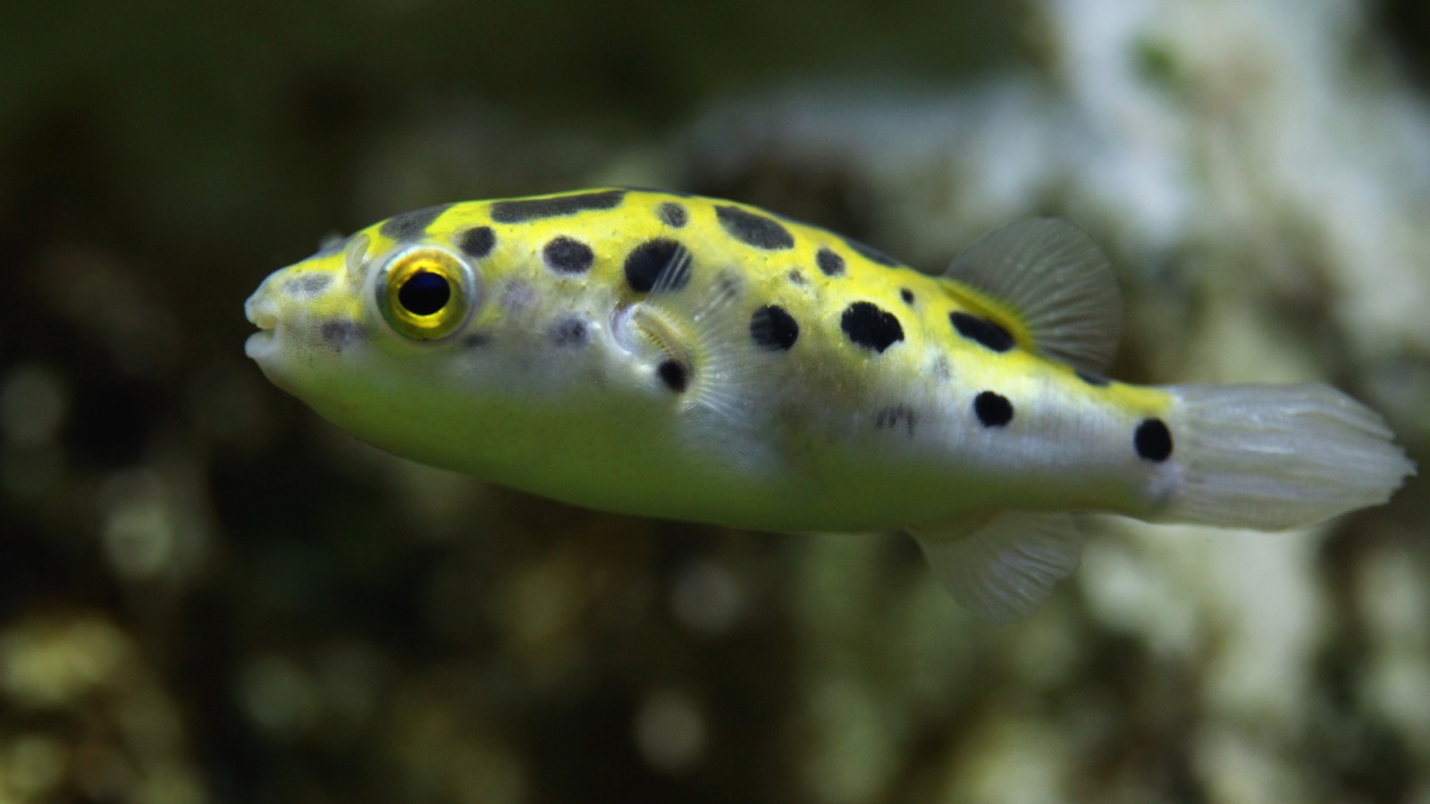 A green spotted puffer, vivid yellow-green above with bold black spots and a white belly, among fine plants
