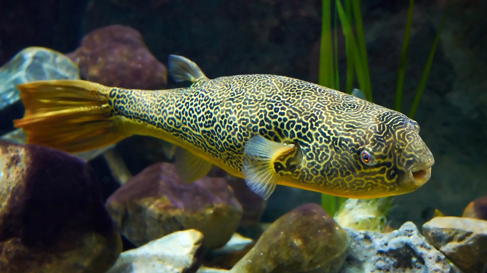 A Mbu puffer, its flank covered in an intricate maze of yellow lines on dark olive, cruising past rocks and plants