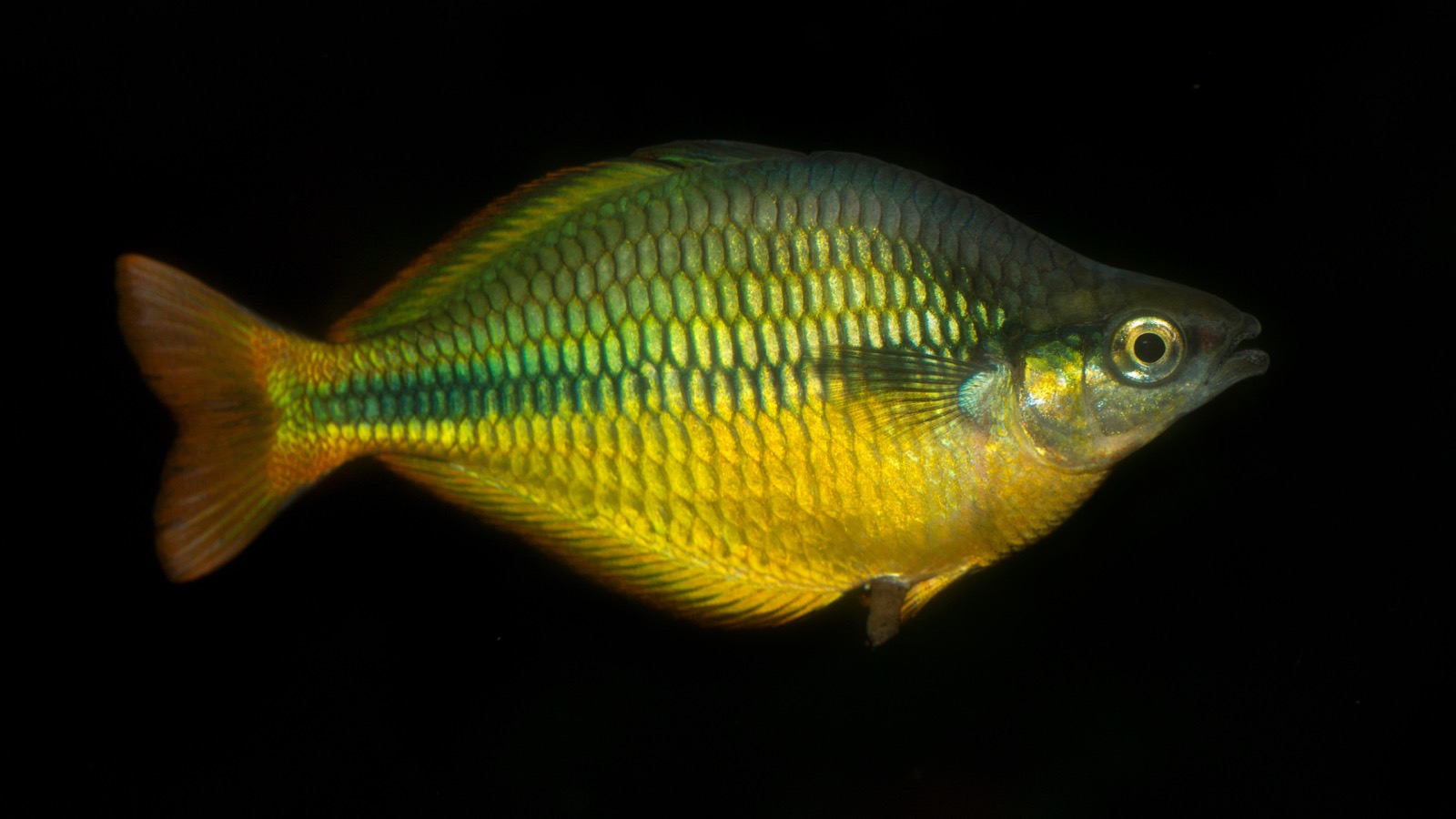 A dominant male rainbowfish in full nuptial colour against dark water, fins flared in display