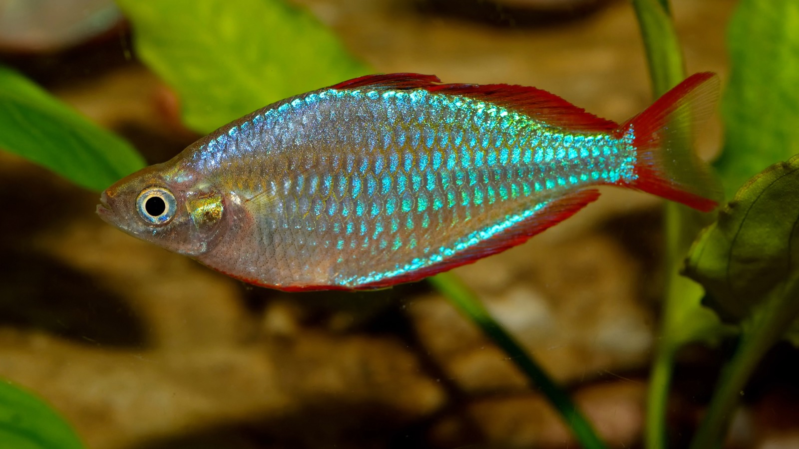 Close view of a small rainbowfish whose scales scatter an electric blue-green sheen, with red-edged fins