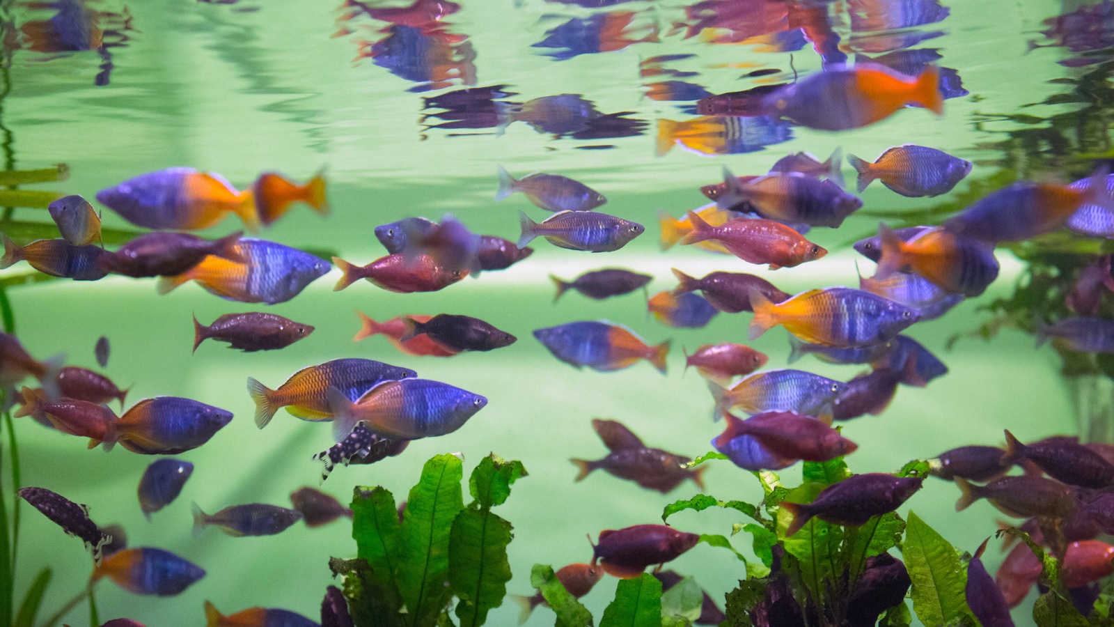 A mixed shoal of brightly coloured rainbowfish swimming together near the surface of a planted aquarium