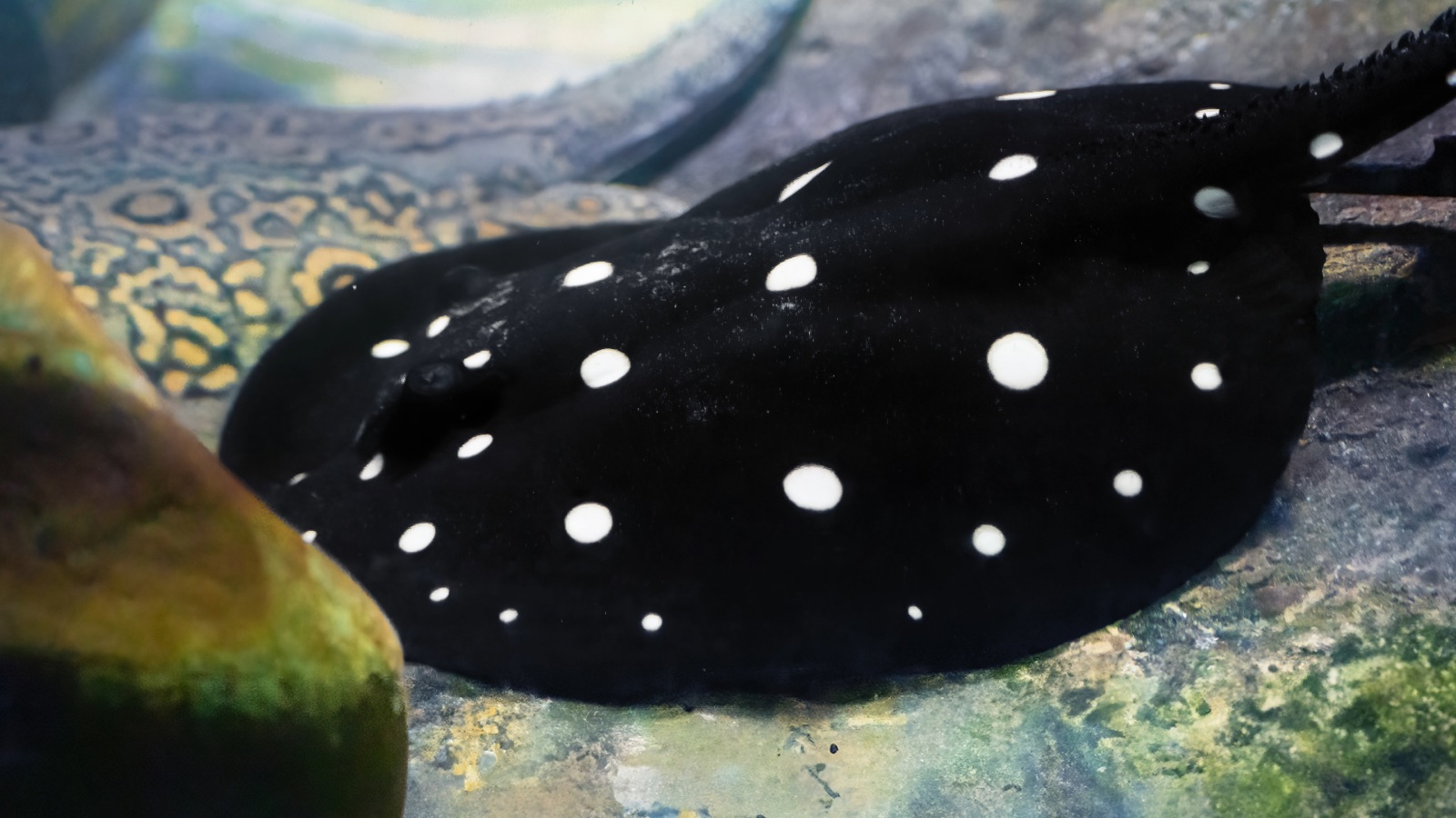 A black-diamond stingray, jet-black with rounded white pearl spots across the disc