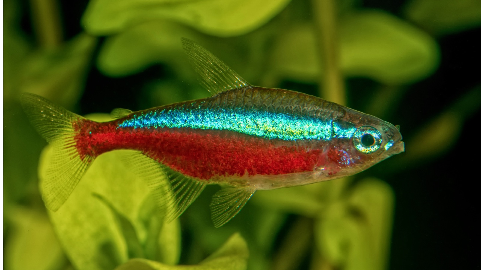 Close view of a neon-type tetra with an electric blue lateral stripe and red belly