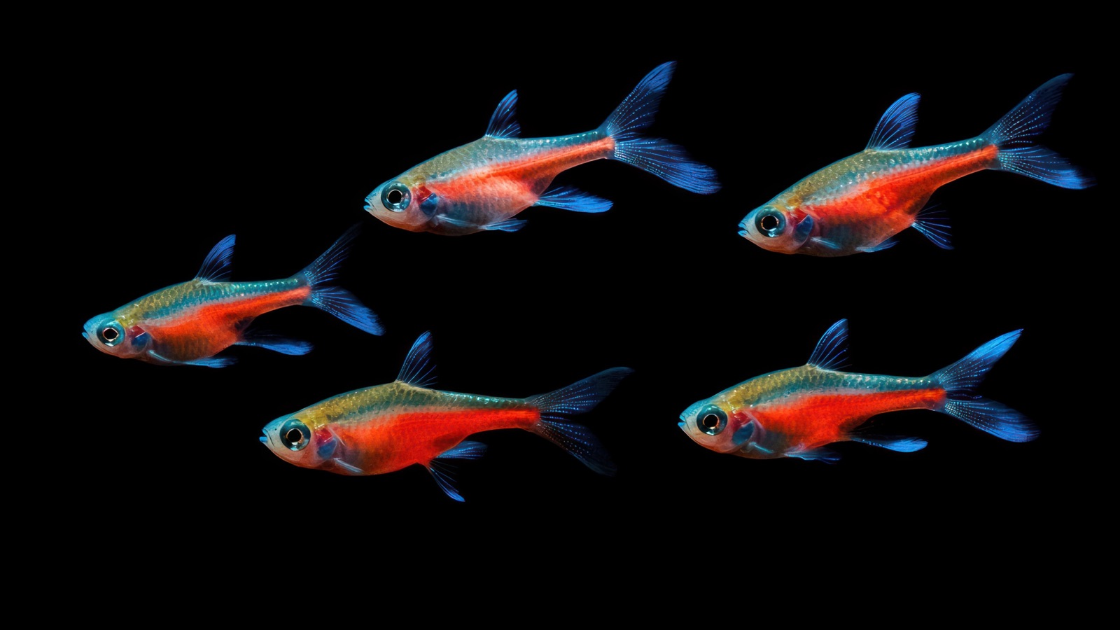 A dense shoal of small tetras schooling together over a dark substrate