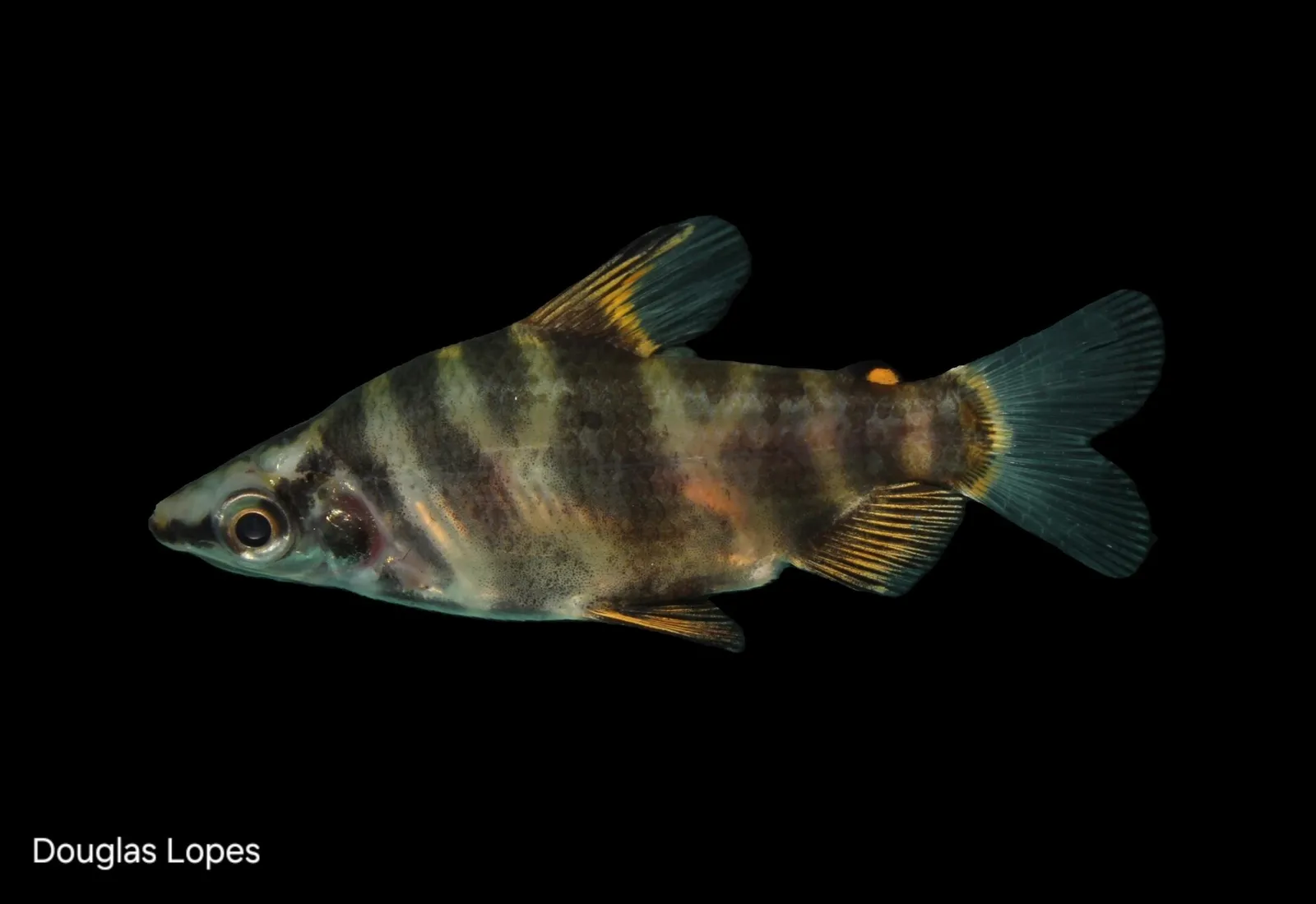 Marbled headstander (Abramites hypselonotus)