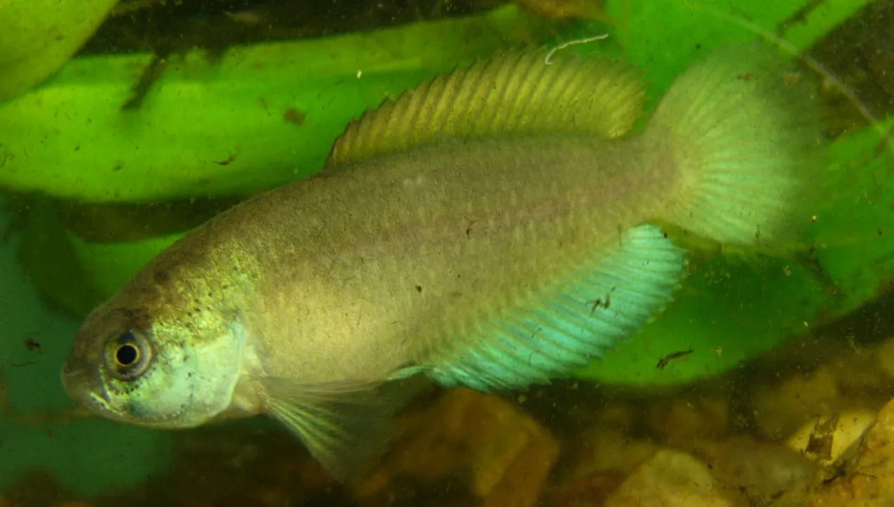 Acantholebias quirogai
