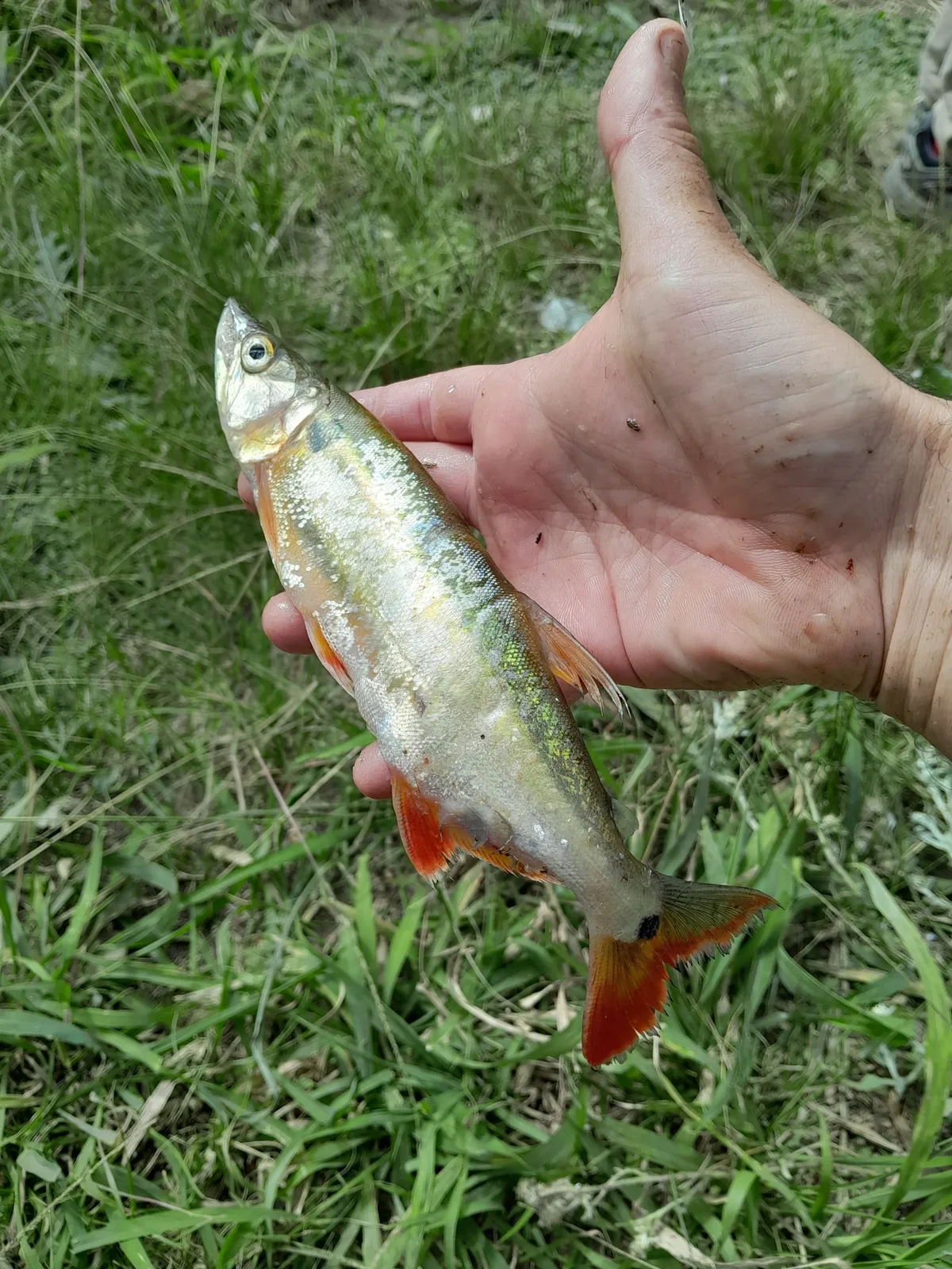 Pantanal pike characin (Acestrorhynchus pantaneiro)