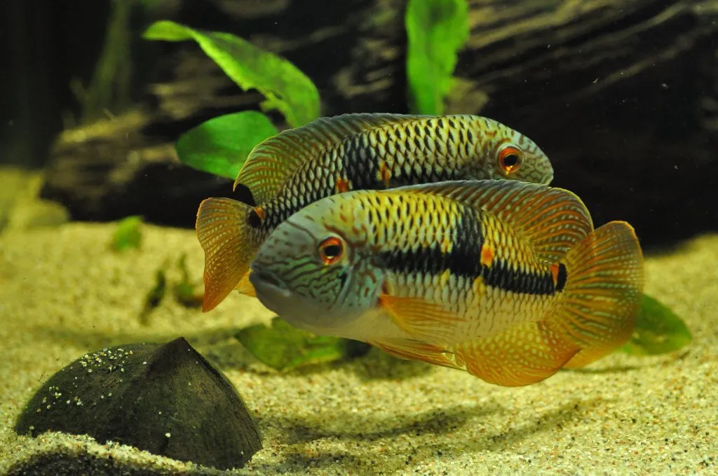 Aequidens diadema