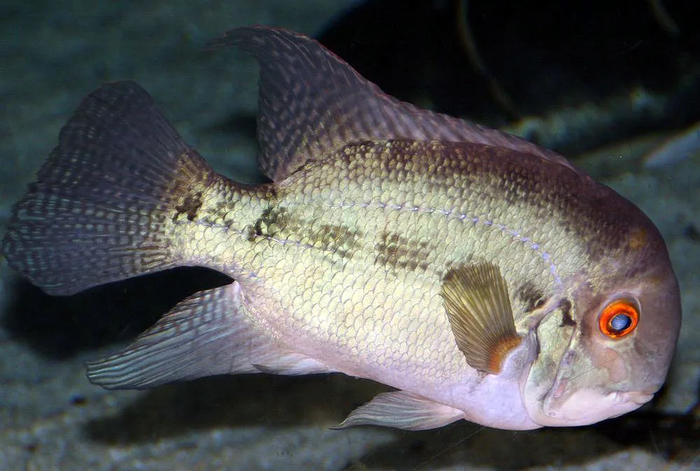 Aequidens pallidus