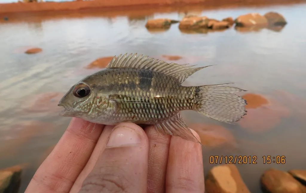 Saddle cichlid (Aequidens tetramerus)