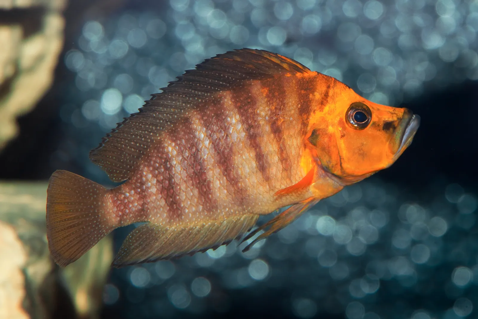 Compressiceps (Altolamprologus compressiceps)