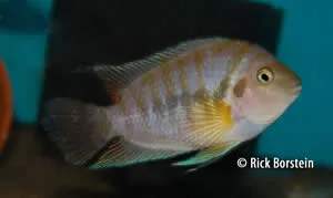 Amatitliana kanna Boca del Toro Male