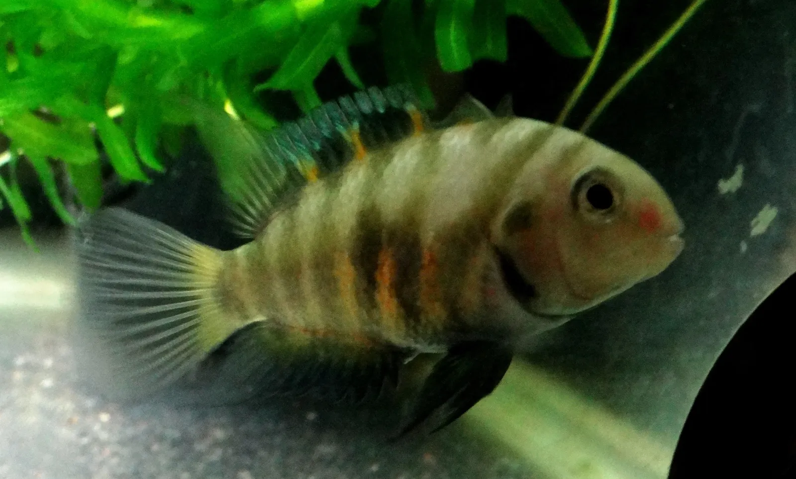 Seven-striped cichlid (Amatitlania septemfasciata)
