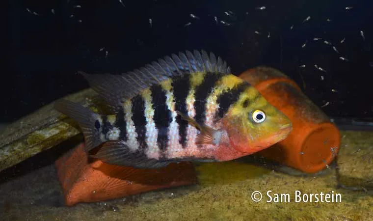 Amphilophus hogaboomorum