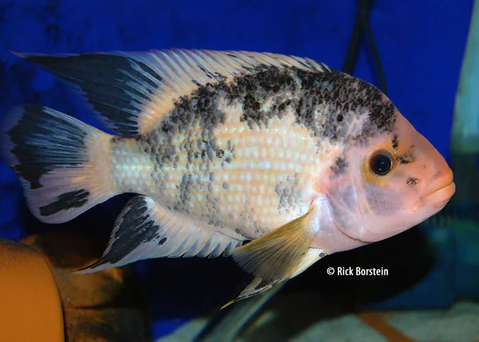 Amphilophus labiatus, F1 Male