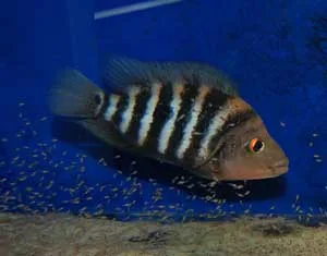 Female Amphilophus labiatus with brood.