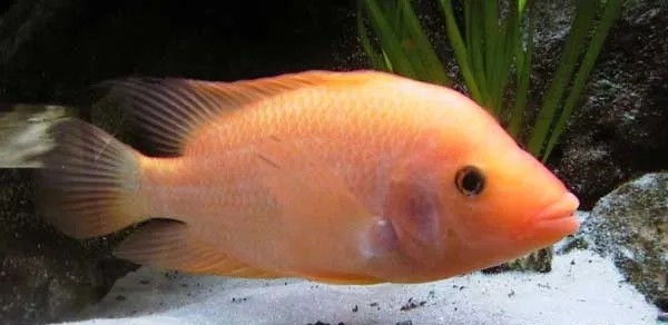 Red devil cichlid (Amphilophus labiatus)