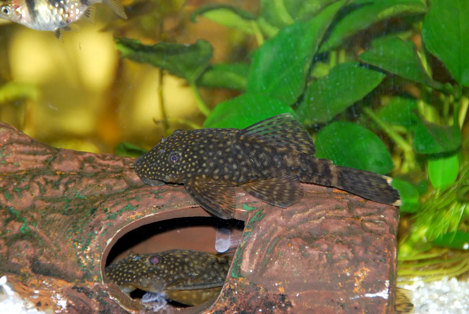 Bristlenose Catfish (Ancistrus temminckii)