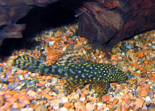 Bristlenose Catfish (Ancistrus triradiatus)