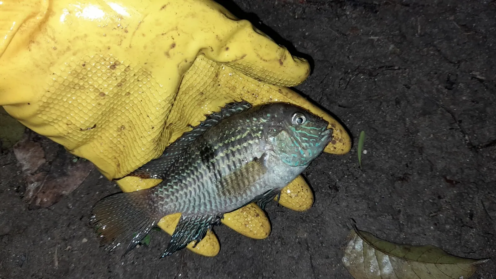 Andinoacara coeruleopunctatus