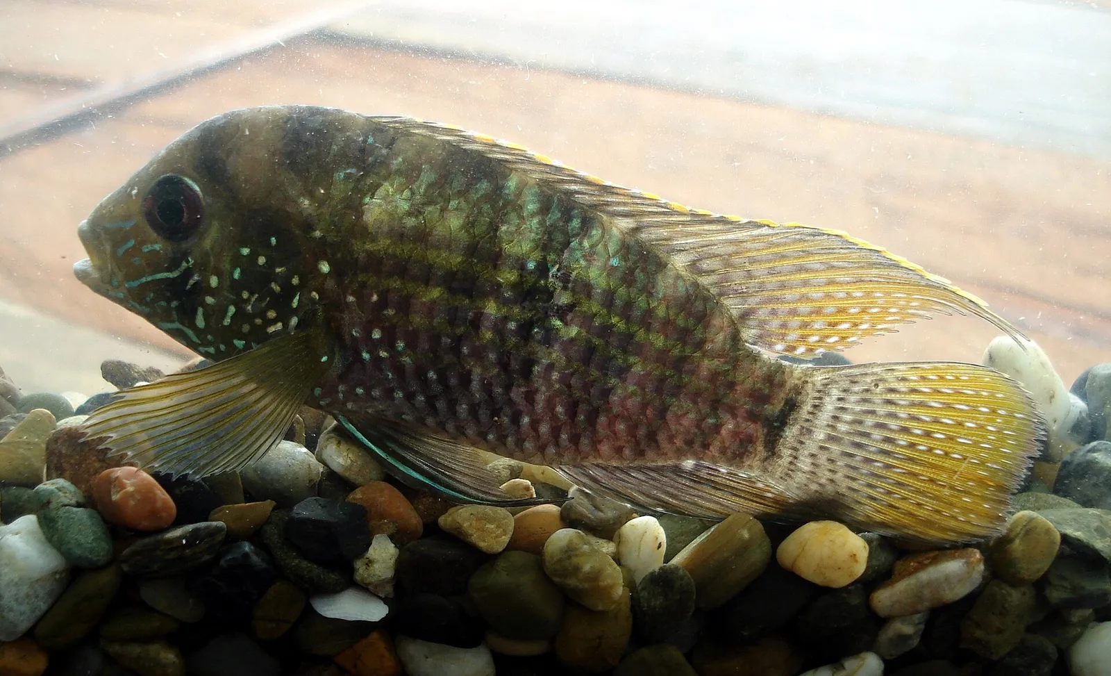 Andinoacara latifrons