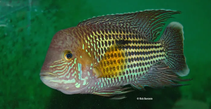Green Terror, Andinoacara rivulatus Male
