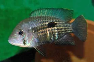 Green Terror, Andinoacara rivulatus Female
