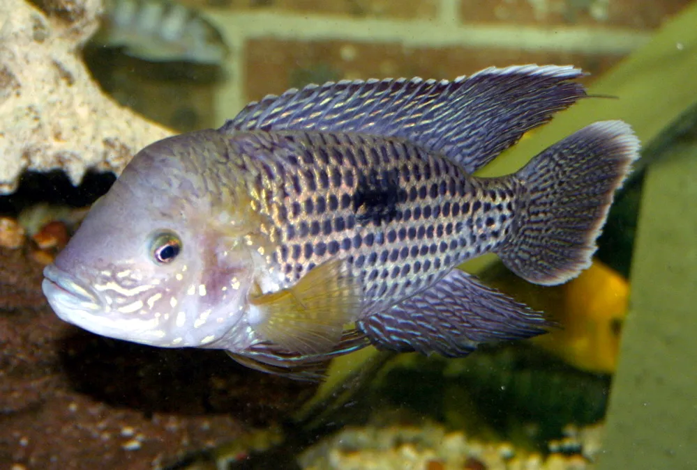 Green terror (Andinoacara rivulatus)