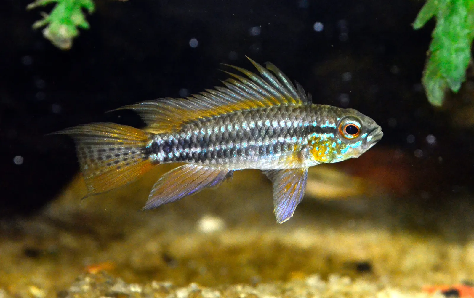 Two-striped dwarf cichlid (Apistogramma bitaeniata)
