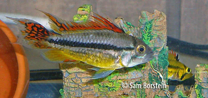 Apistogramma cacatuoides The Cockatoo Dwarf Cichlid
