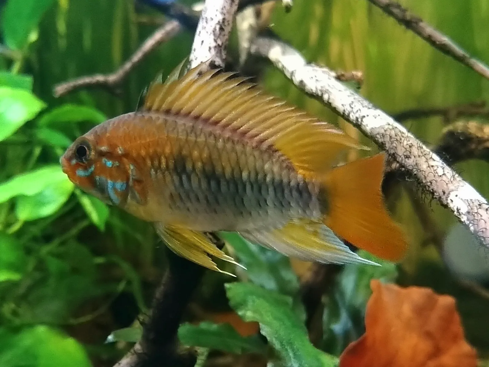Macmaster's dwarf cichlid (Apistogramma macmasteri)