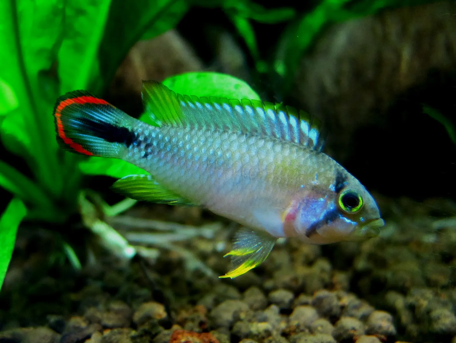 Blue panda dwarf cichlid (Apistogramma panduro)