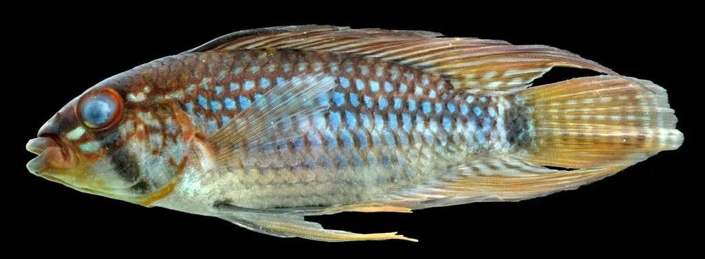Steindachner's dwarf cichlid (Apistogramma steindachneri)