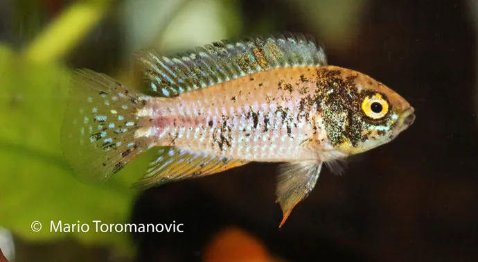 Apistogrammoides pucallpaensis