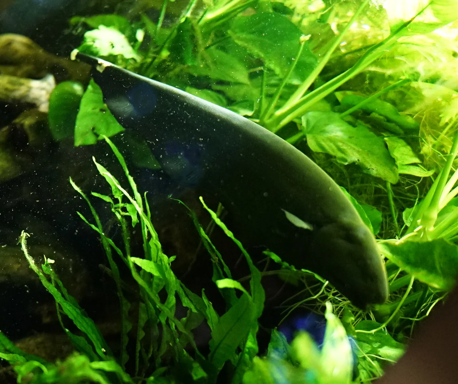 Black ghost knifefish (Apteronotus albifrons)