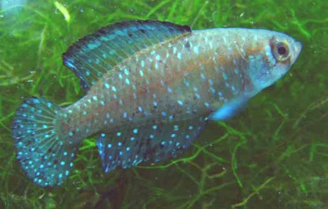 Blackfin pearlfish (Argolebias nigripinnis)