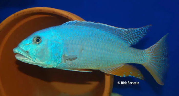 Aristochromis christyi