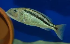 Aristochromis christyi Female