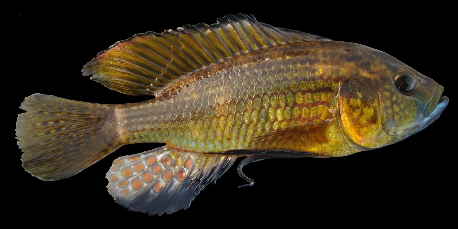 Bluelip Haplo (Astatoreochromis straeleni)