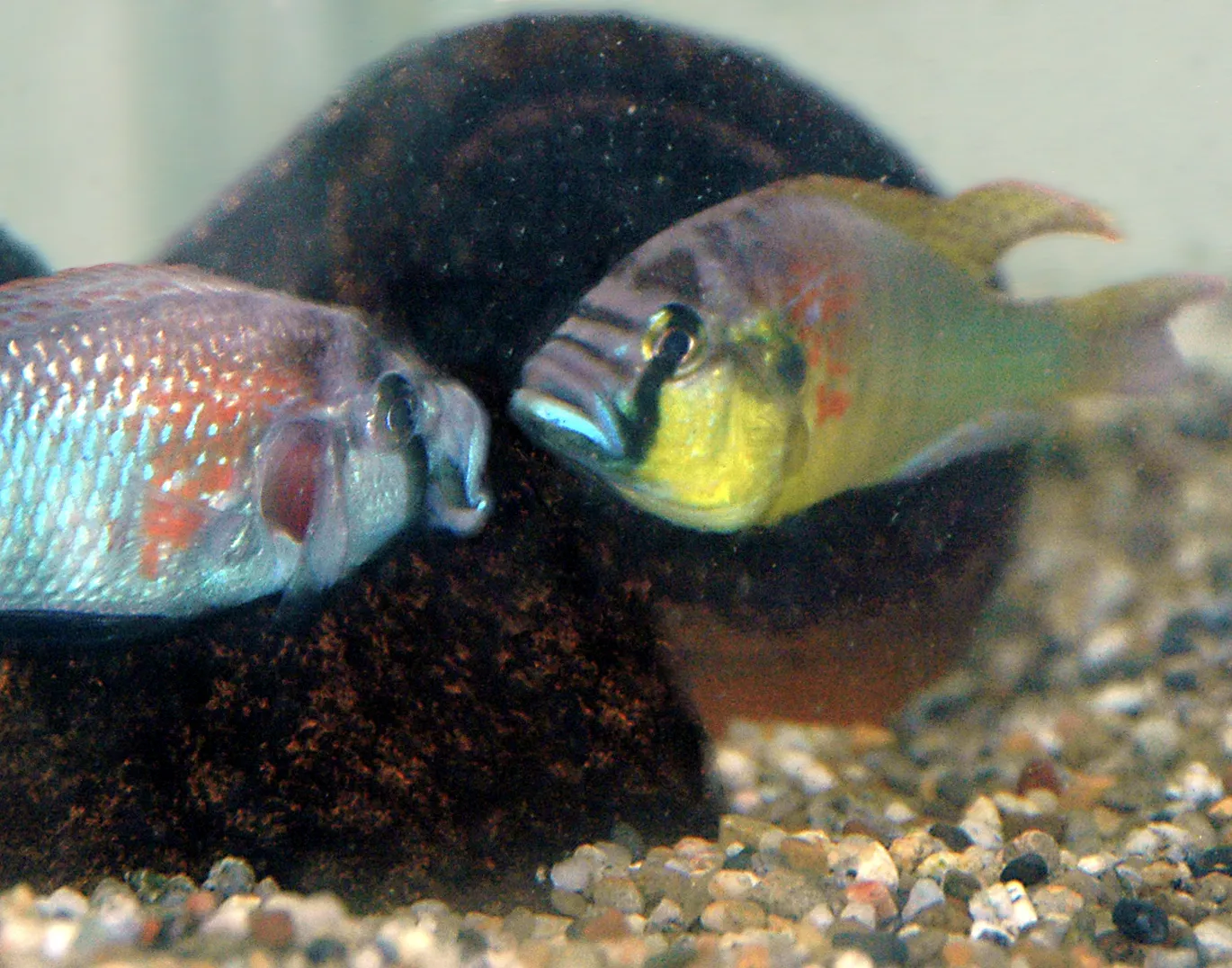 Burton's mouthbrooder (Astatotilapia burtoni)