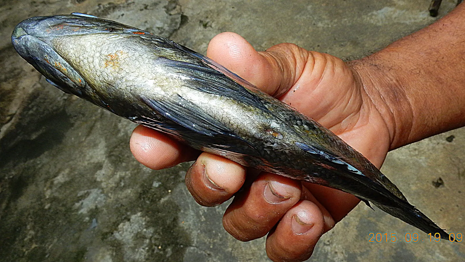 Astronotus crassipinnis