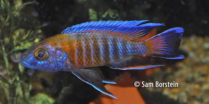 Aulonocara jacobfreibergi