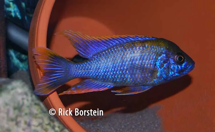Aulonocara lawanda