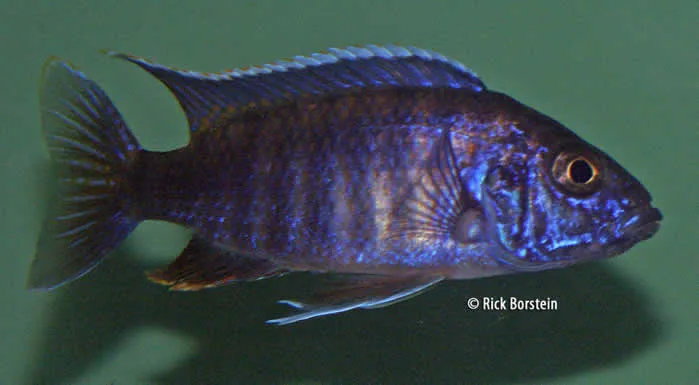 Aulonocara walteri