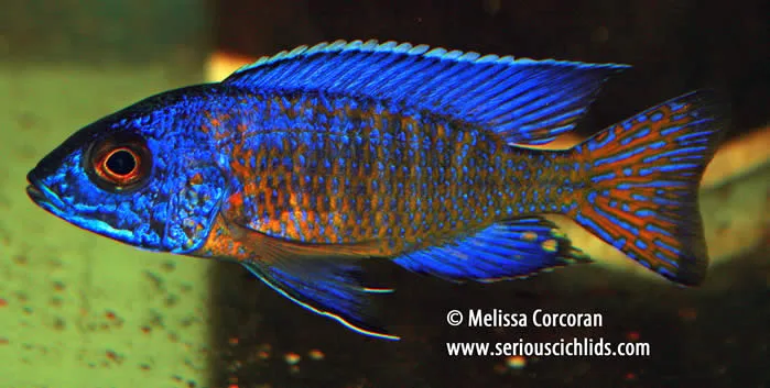 Aulonocara stuartgranti