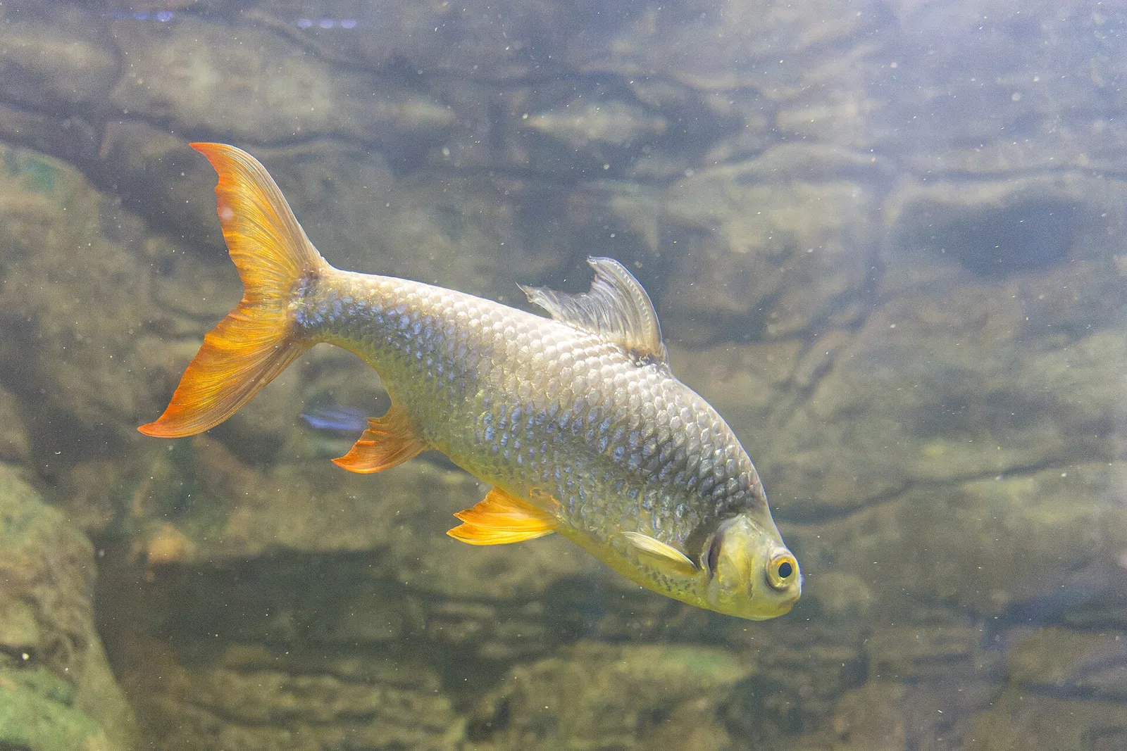 Tinfoil barb (Barbonymus schwanefeldii)
