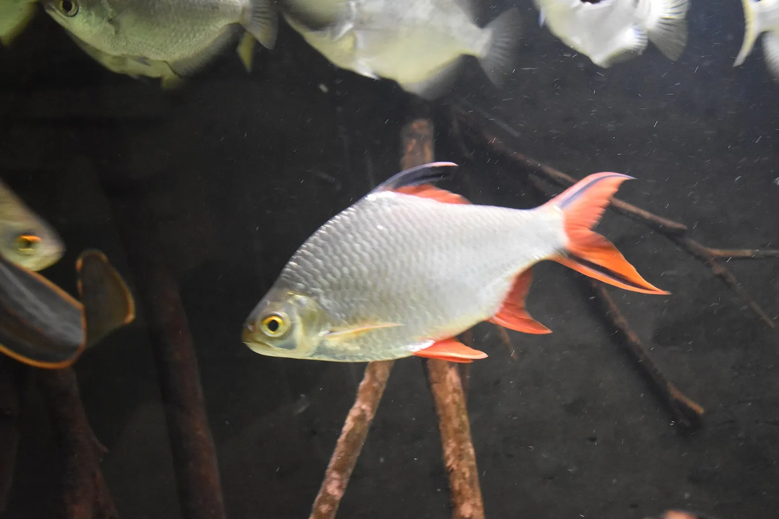 Tinfoil barb (Barbonymus schwanefeldii)