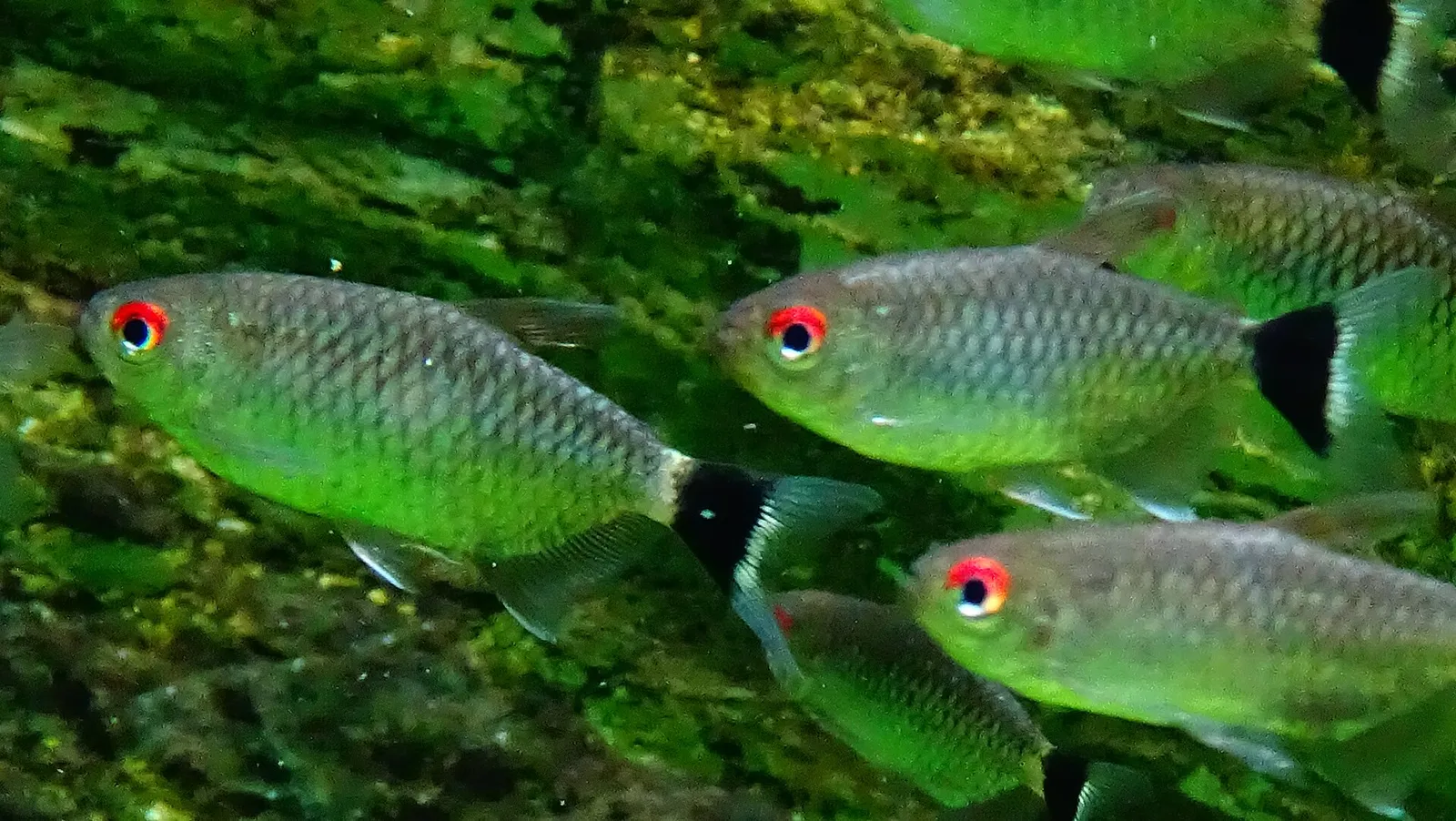 Red-eye tetra (Bario sanctaefilomenae)